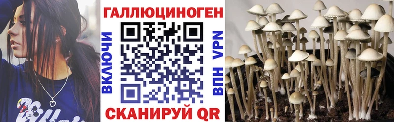 Купить где  Гудермес  Галлюциногенные грибы Cubensis 